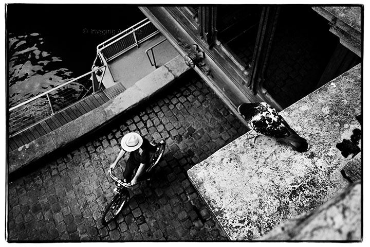 A pigeon looks down to a passing cyclist by La Seine in Paris, France.